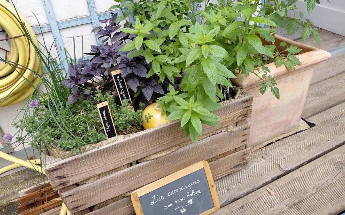 Illustration de l'événement : Multiplier vos aromatiques et plantes d’intérieur !