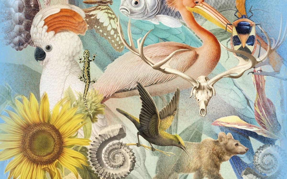 Illustration de l'événement : Artistes au Muséum
