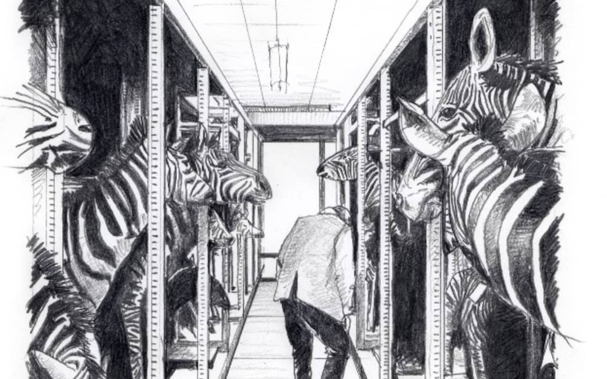 Illustration de l'événement : Exposition Animaux et culture