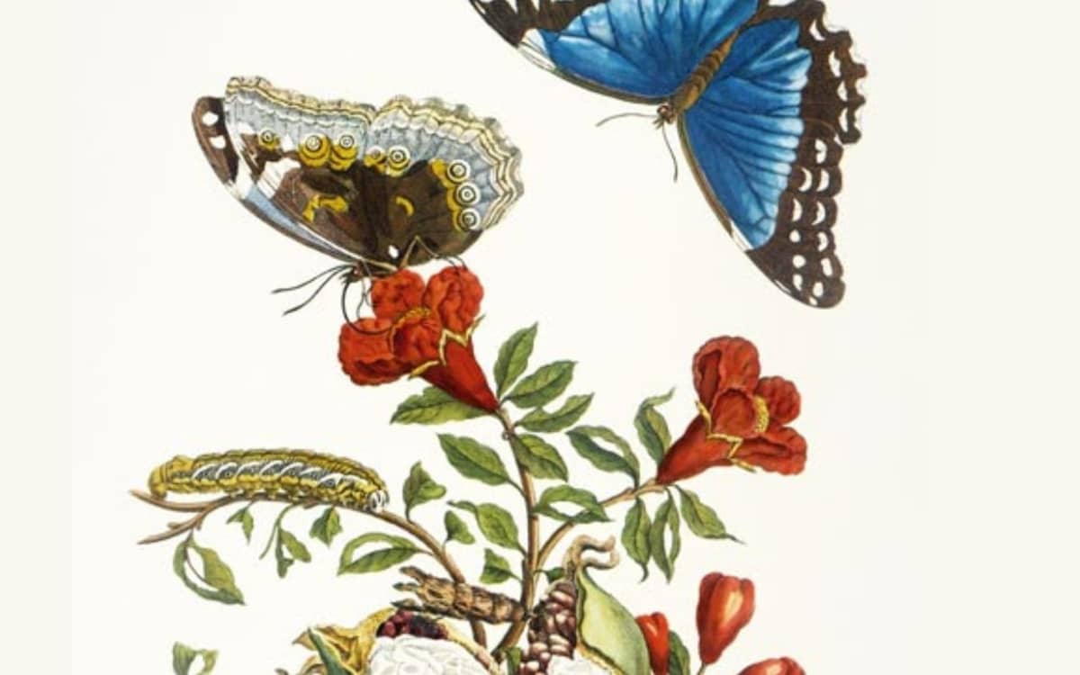 Illustration de l'événement : Exposition Anna Maria Sibylla Merian
