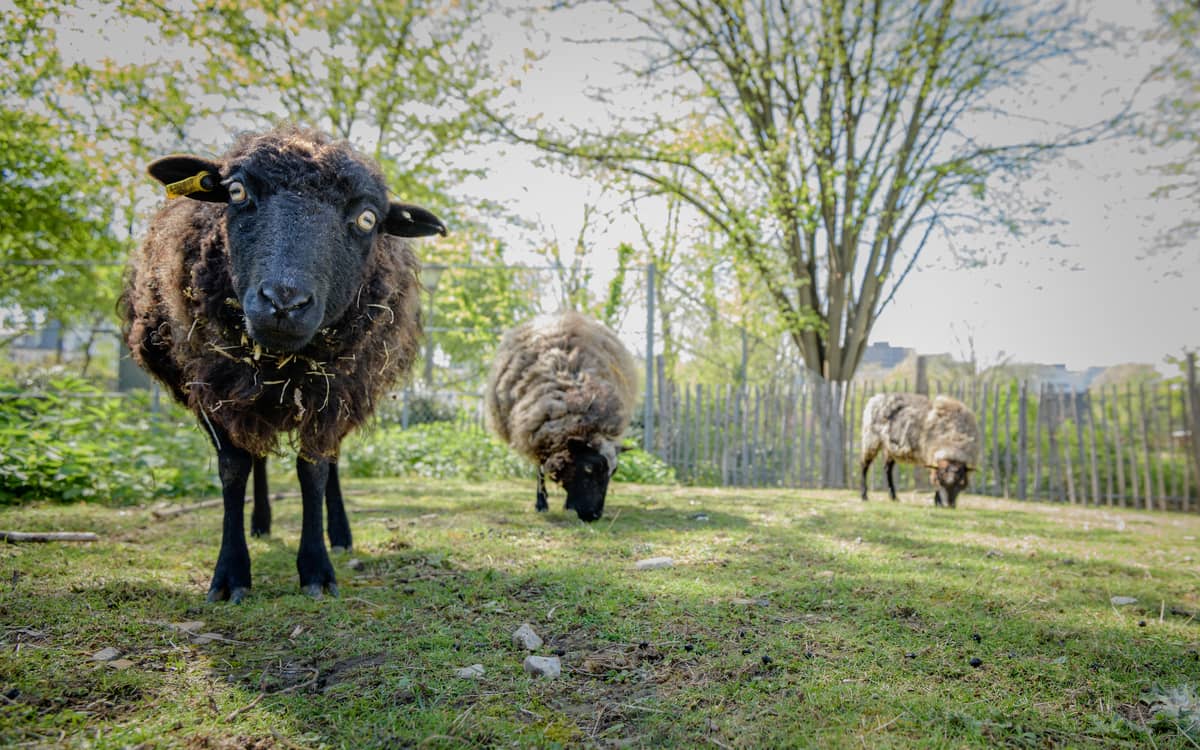 Illustration de l'événement : Soigneur d'un jour à la ferme pédagogique René Binet (18e)