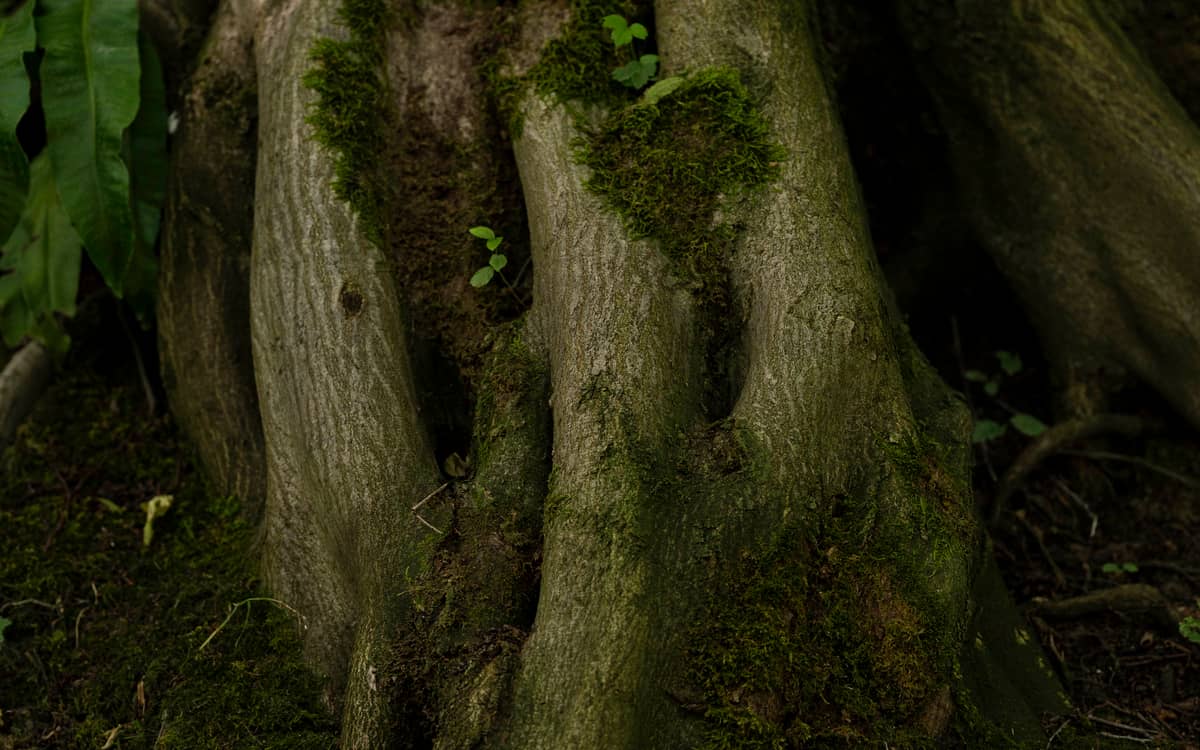 Illustration de l'événement : Les idées reçues autour des arbres