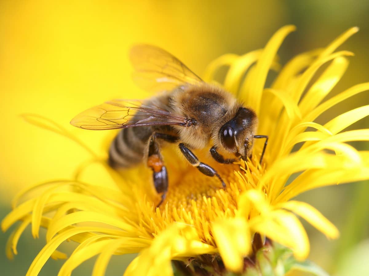 Illustration de l'événement : FÊTE DE L'ABEILLE