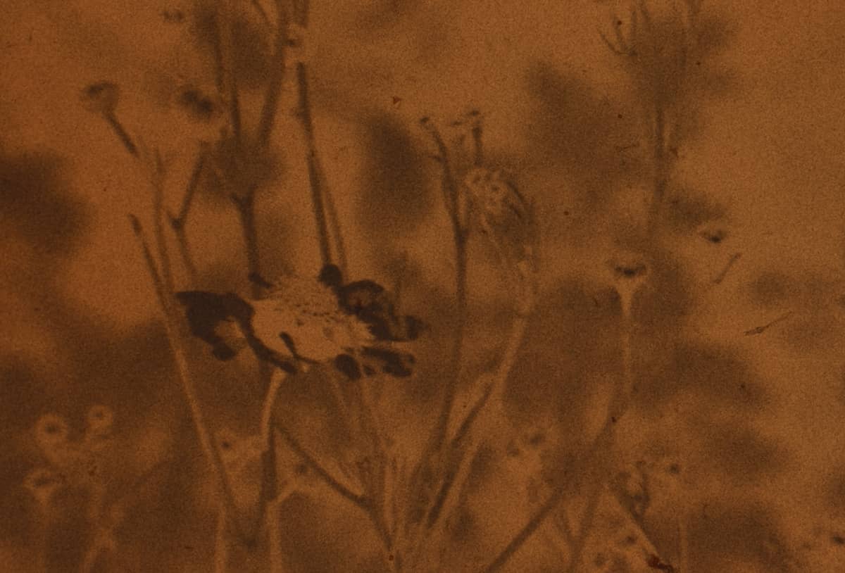 Illustration de l'événement : Soirée projection gratuite