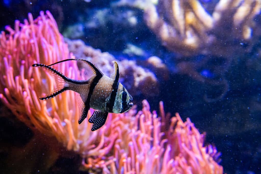 Illustration de l'événement : L'Affaire Hugo à l'Aquarium Refuge
