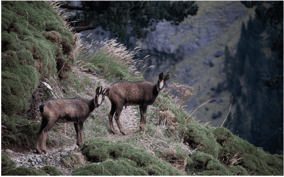 Illustration de l'événement : Randonnée : l'isard des Pyrénées