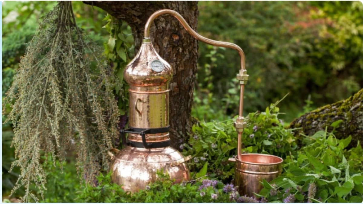 Illustration de l'événement : Atelier- Distillation : hydrolats et huiles essentielles