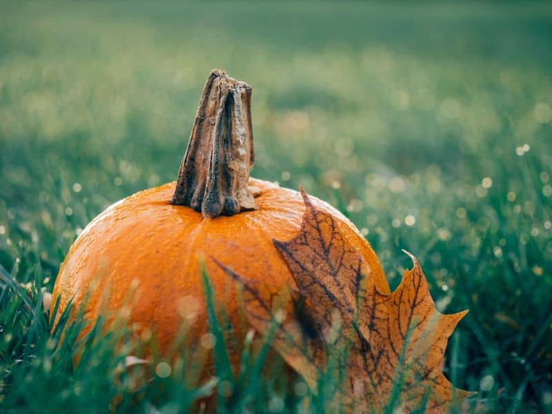 Illustration de l'événement : Soirée halloween à l'Hippocampe