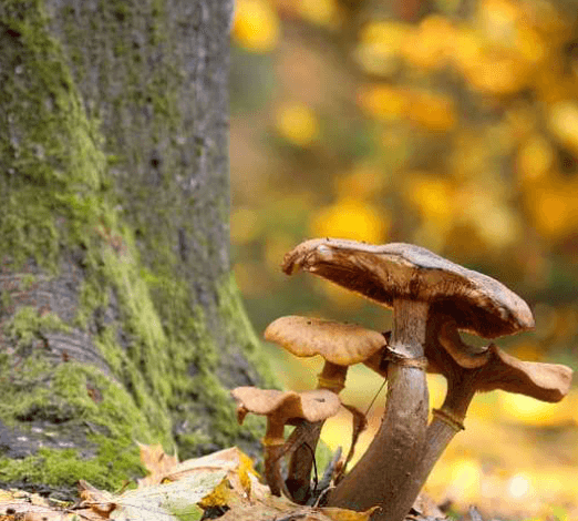 Illustration de l'événement : Allons aux champignons - Dimanche Nature