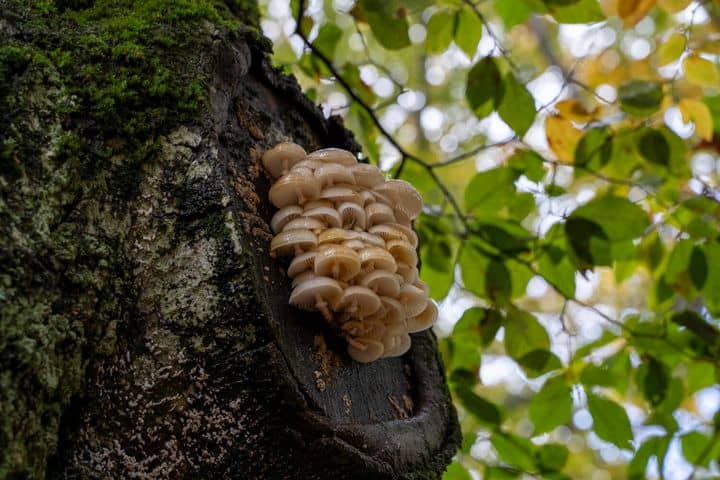 Illustration de l'événement : Découverte et recensement des champignons dans la forêt des Loges