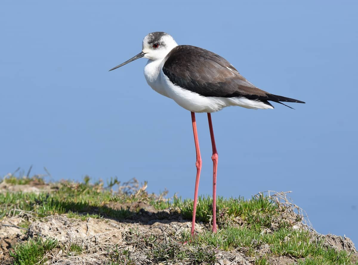 Illustration de l'événement : Les oiseaux du bassin