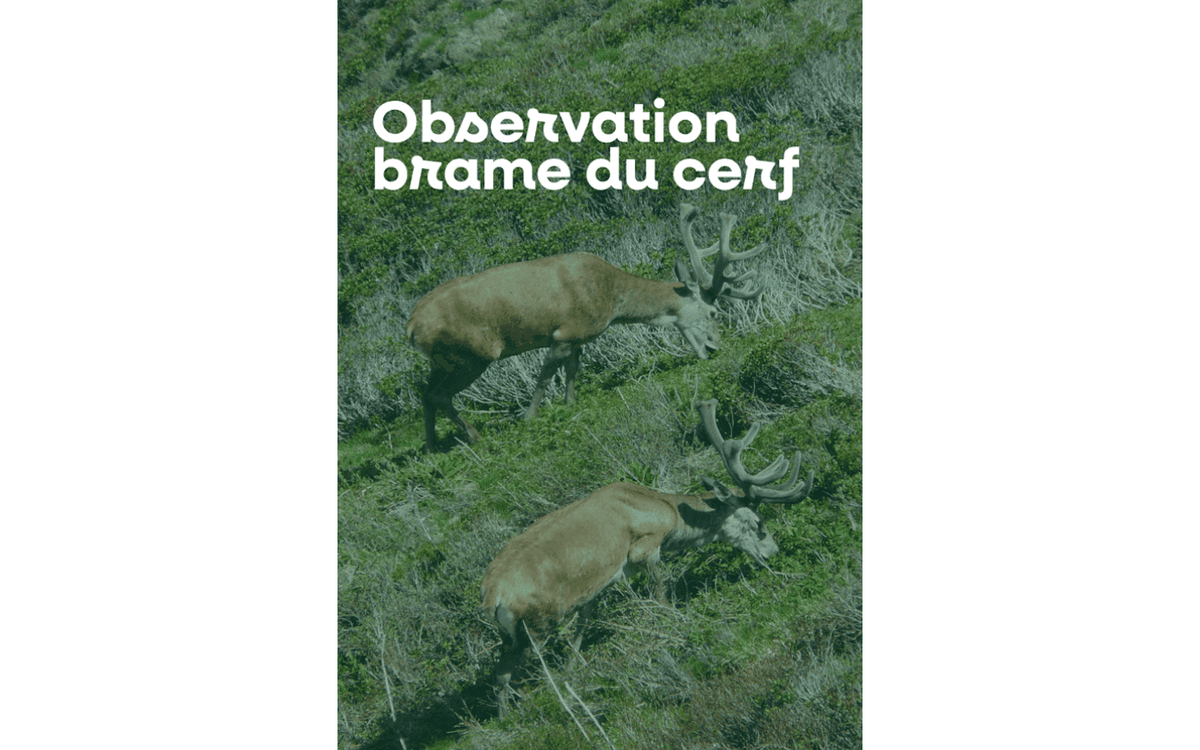 Illustration de l'événement : Sortie nature à l'écoute du brame du cerf