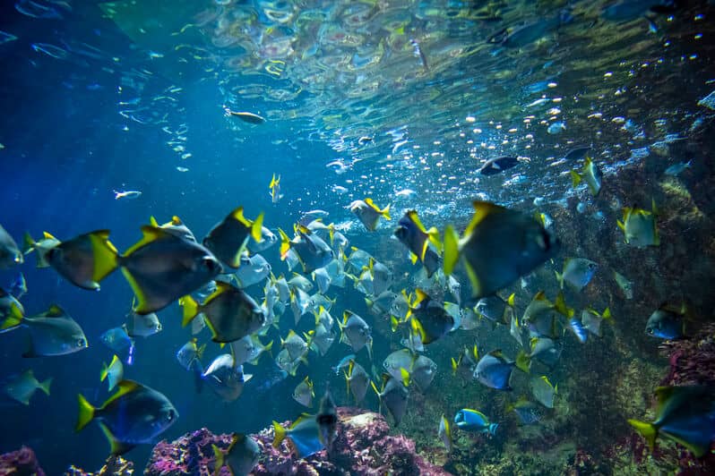 Illustration de l'événement : Les Voleurs de l'Aquarium Refuge