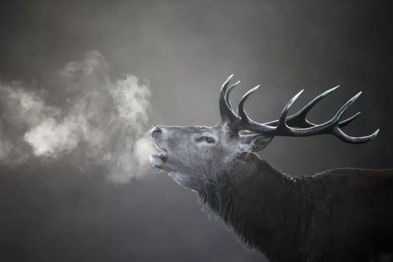Illustration de l'événement : Soirée brame du cerf