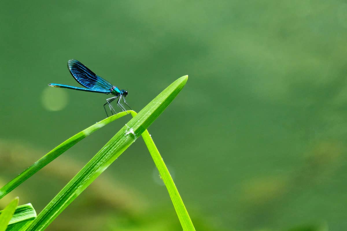 Illustration de l'événement : Sortie nature : le petit peuple des ruisseaux aux Cascades de Murel