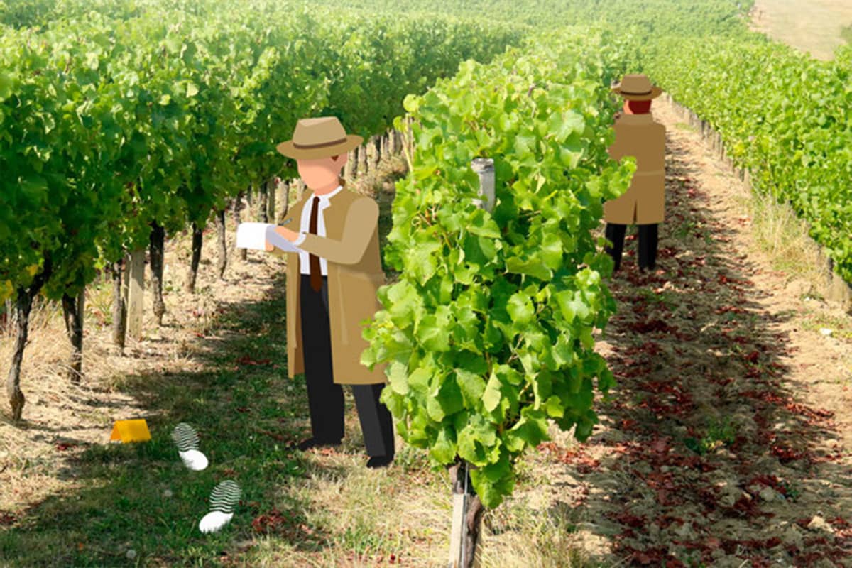 Illustration de l'événement : Cluedo géant dans les vignes | Château du Haut Pezaud