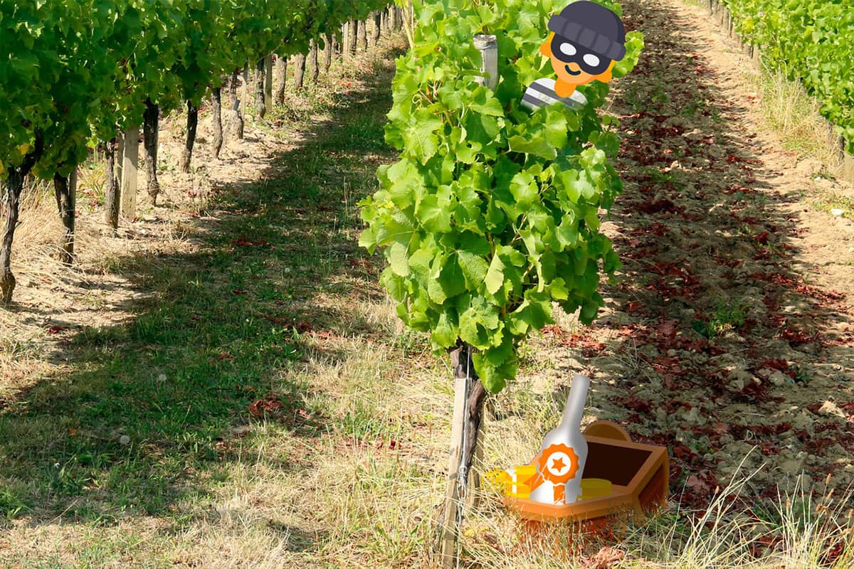 Illustration de l'événement : Escape game dans les vignes | Château du Haut Pezaud