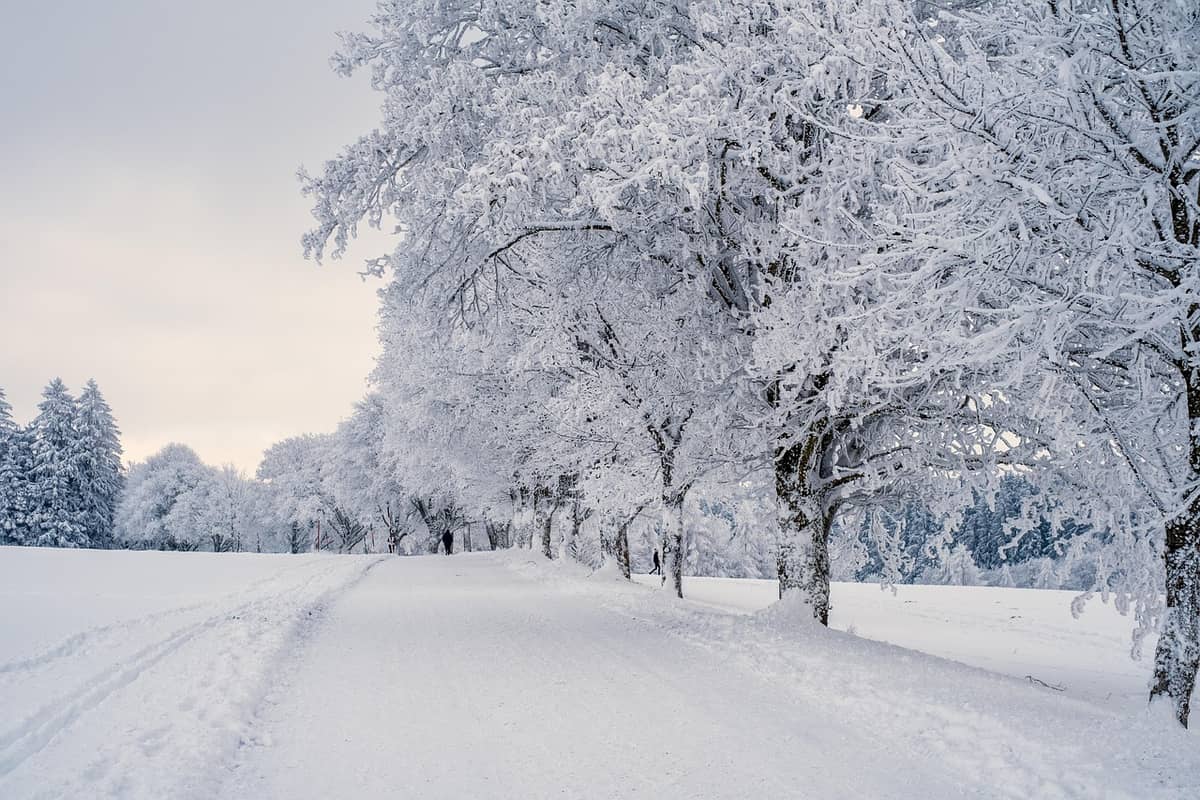 Illustration de l'événement : Winterreise : Voyage d'hiver de Schubert