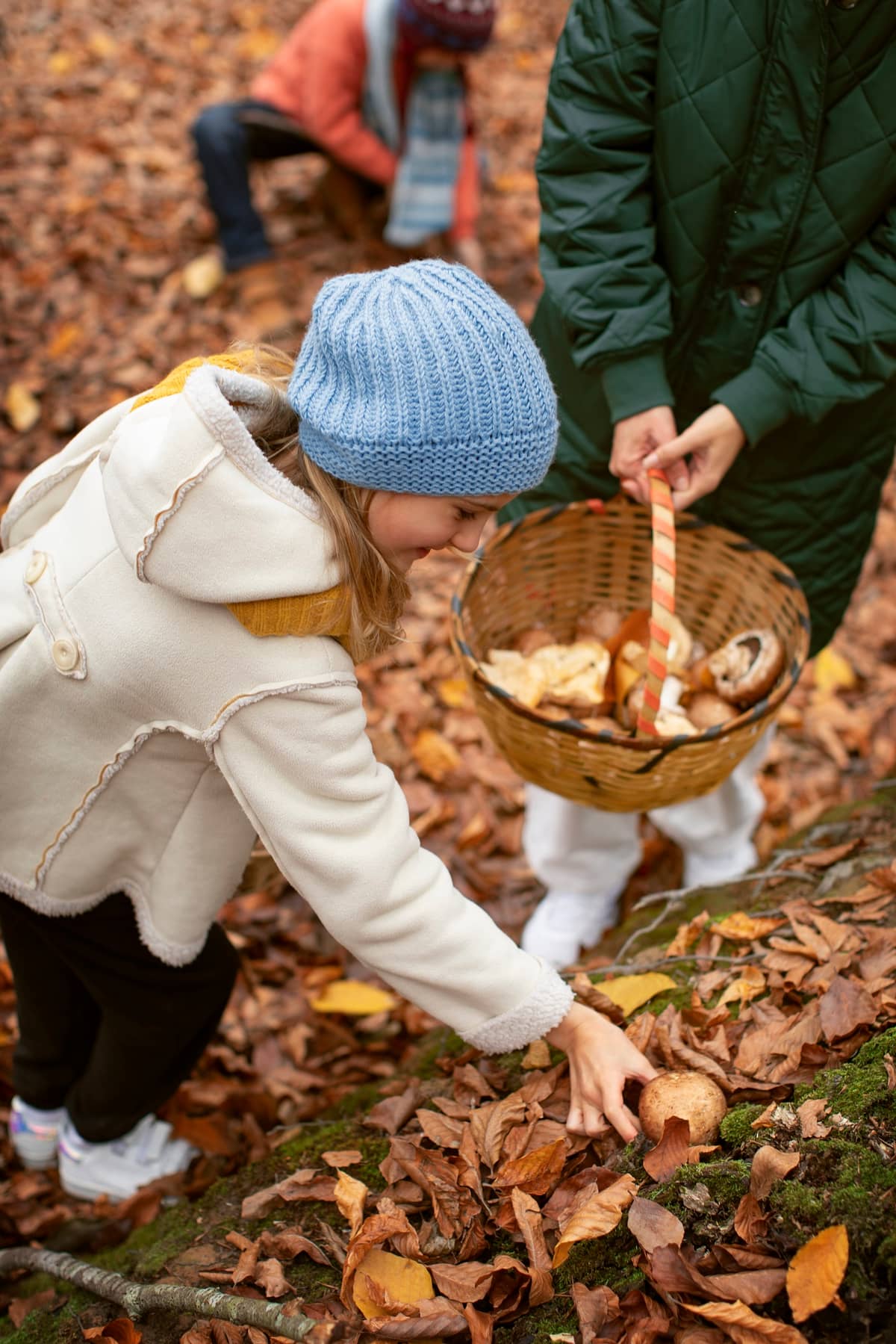 Illustration de l'événement : Découverte des champignons d'automne !