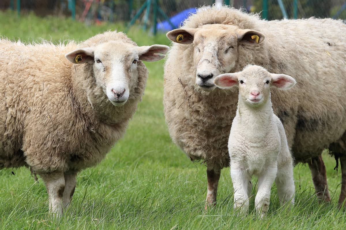 Illustration de l'événement : Salon national du mouton Tech-Ovin - 15ème édition