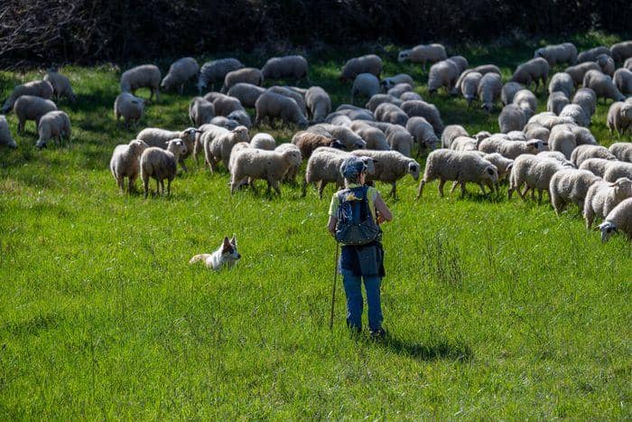 Illustration de l'événement : Exposition ParcourS - Partage des enjeux du pastoralisme avec éleveurs et acteurs du territoire