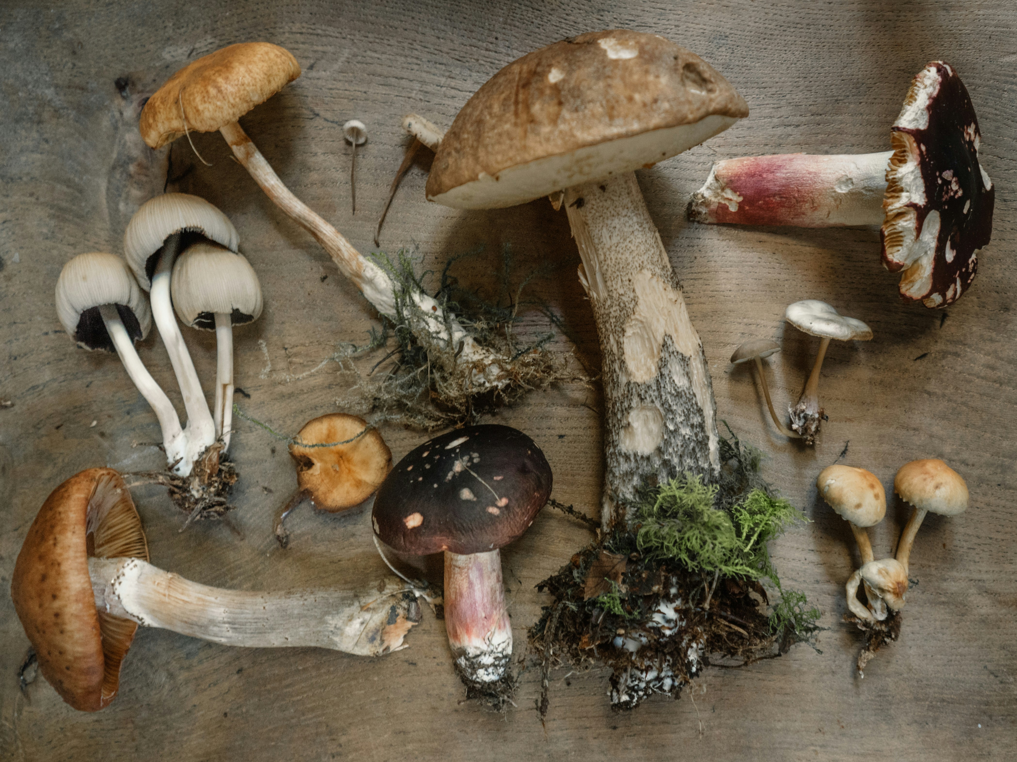 Illustration de l'événement : Journée mycologique