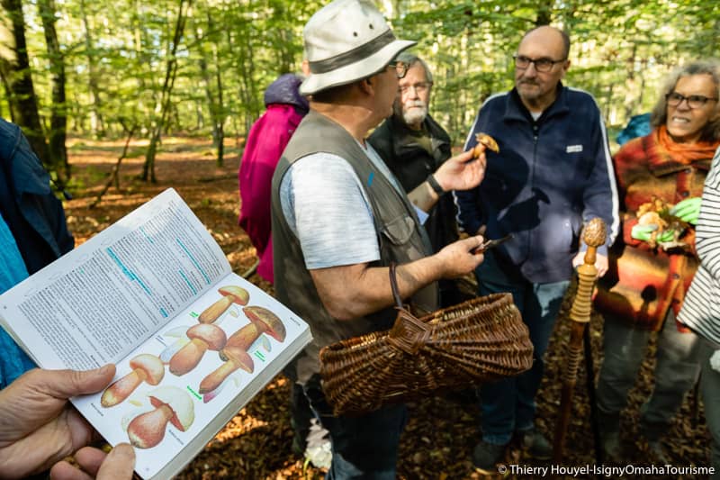 Illustration de l'événement : Découverte des champignons en forêt de Cerisy