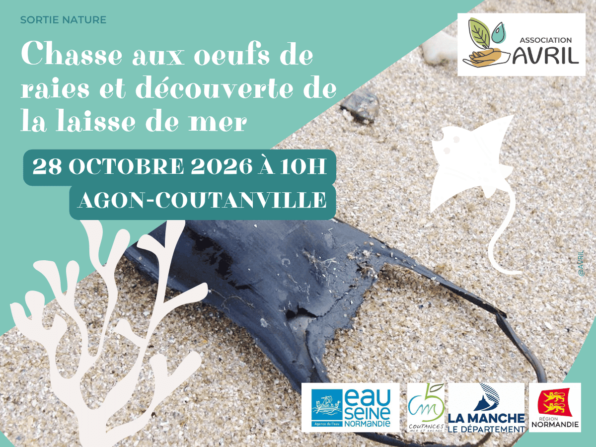 Illustration de l'événement : Chasse aux oeufs de raies et découverte de la laisse de mer