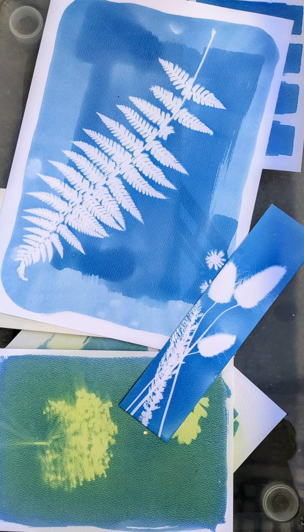 Illustration de l'événement : Atelier photographie au cyanotype - Ferme-musée du Cotentin
