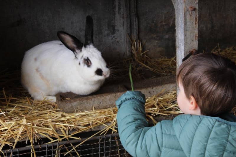 Illustration de l'événement : A la découverte des lapins (Atelier enfant - Mon petit lapin)