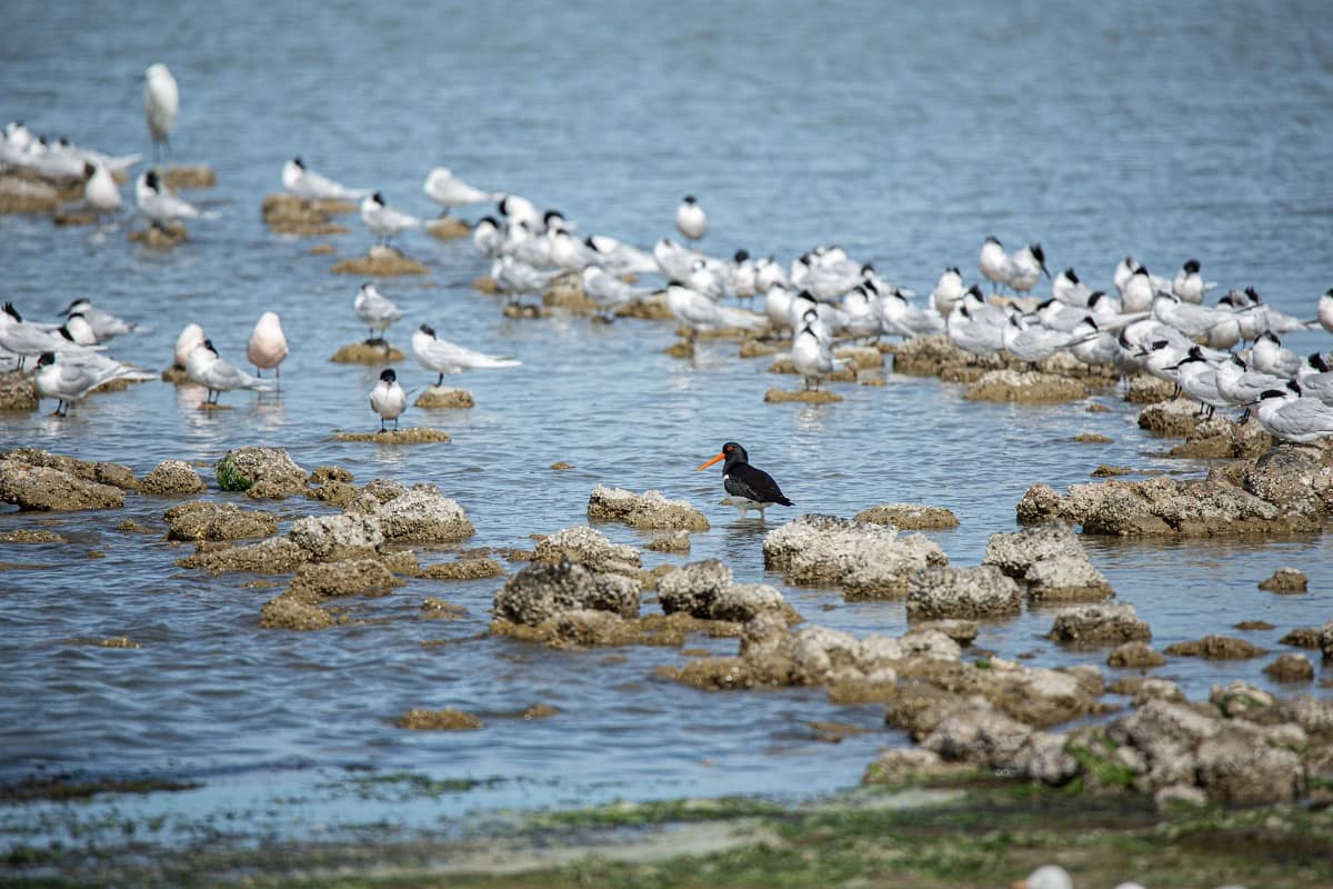 Illustration de l'événement : Oiseaux des plages