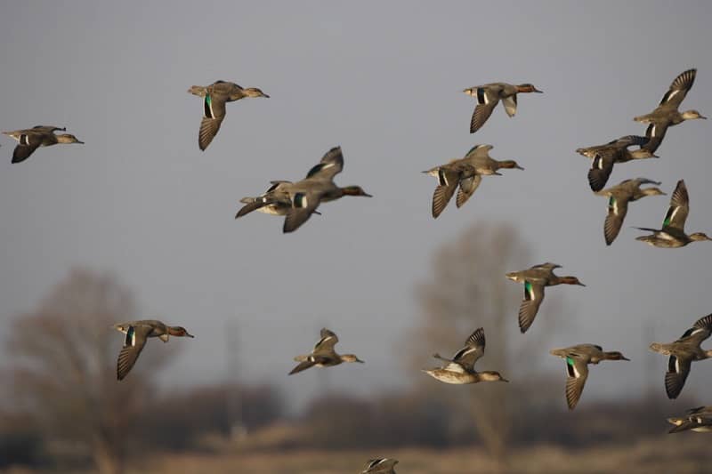 Illustration de l'événement : Observation des oiseaux migrateurs