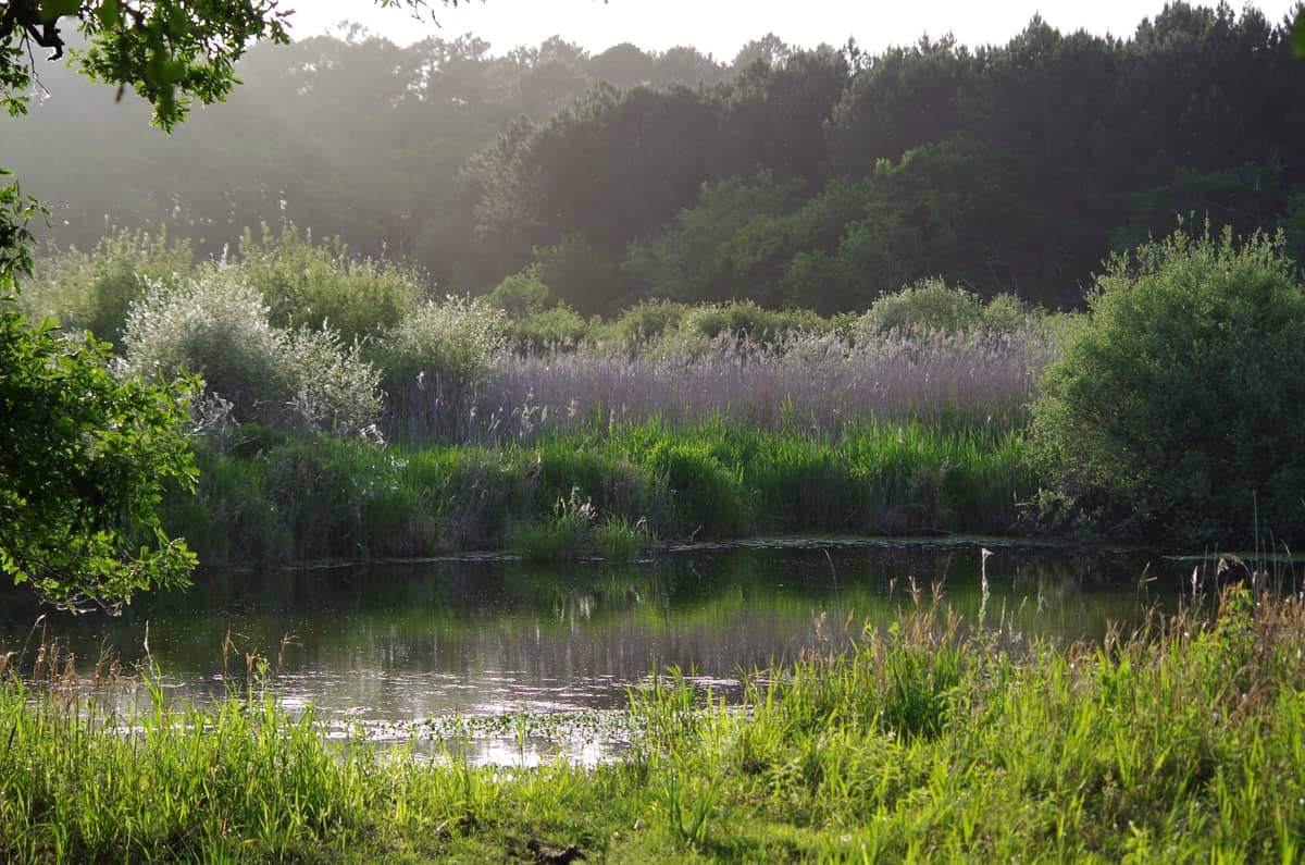 Illustration de l'événement : Balade nature - Entre lac et marais
