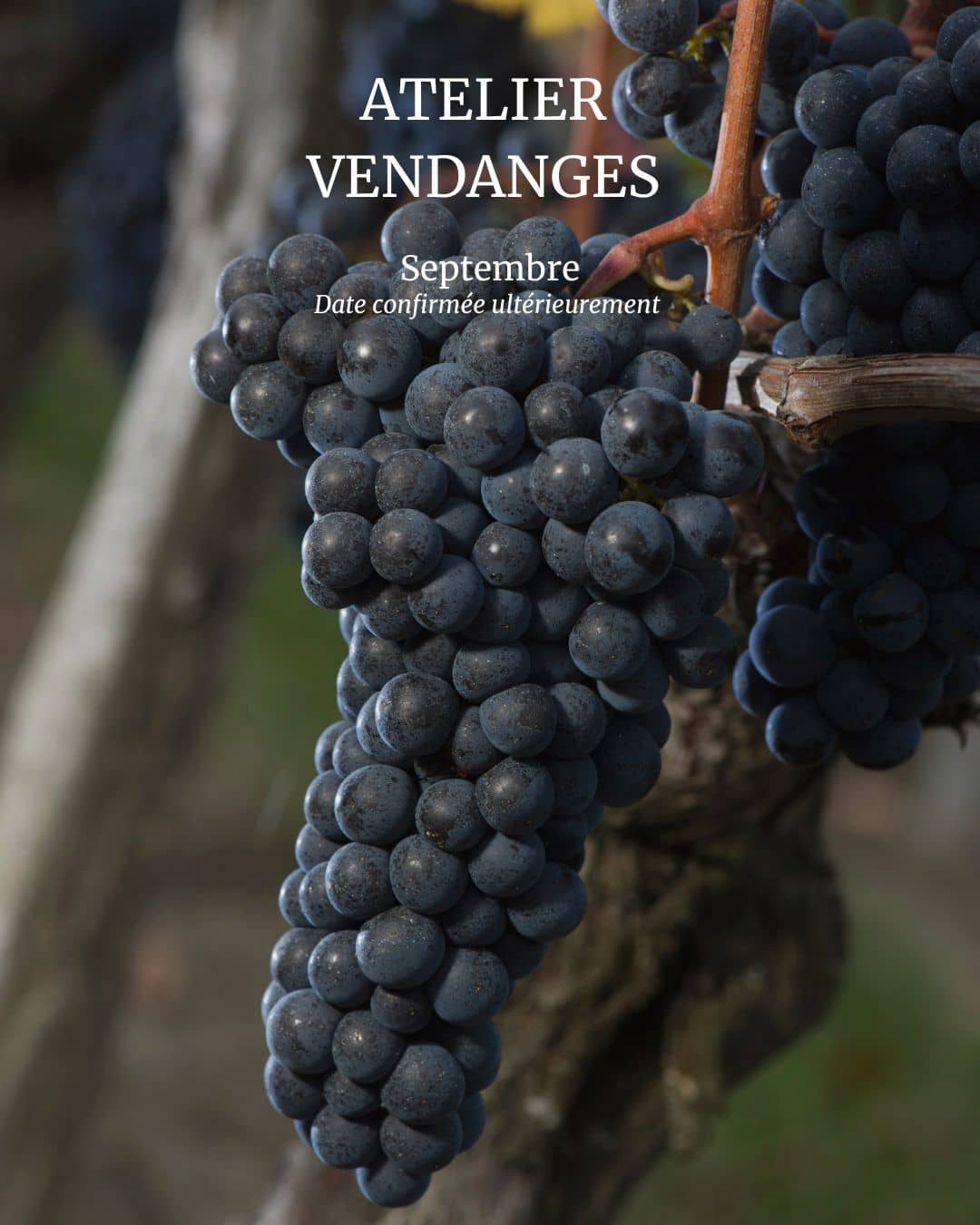 Illustration de l'événement : Atelier Vendanges au Château Haut Chaigneau