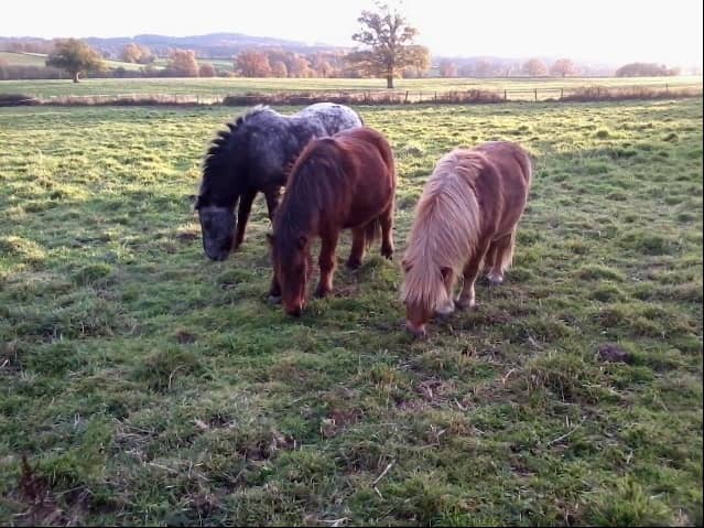 Illustration de l'événement : Chasse au trésor à poney