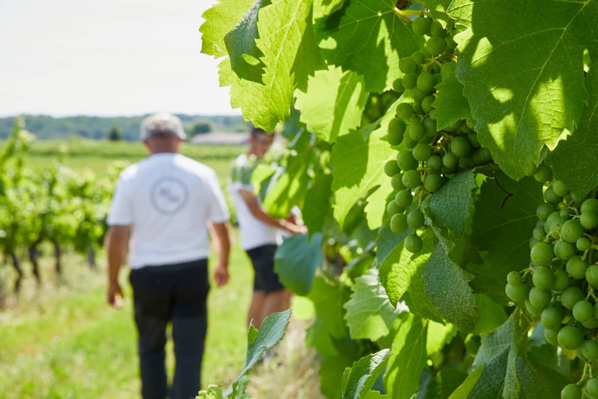 Illustration de l'événement : Vignoble des Verdots | Balade dans les vignes & soirée braséro