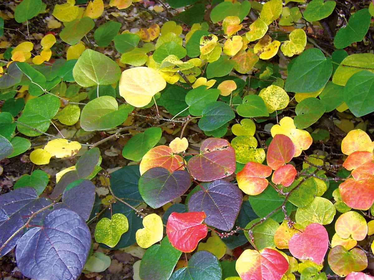 Illustration de l'événement : Journées des plantes d'automne