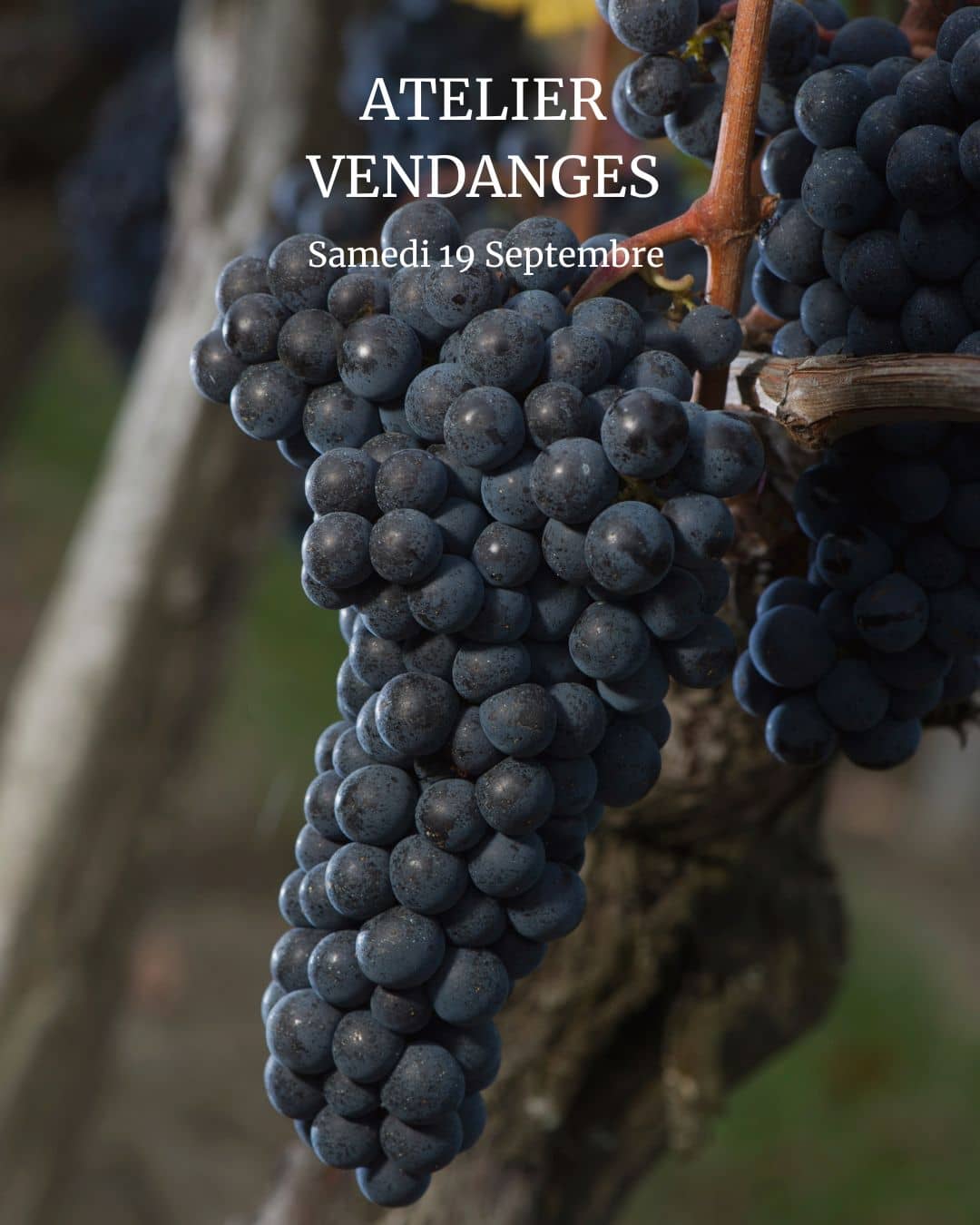 Illustration de l'événement : Atelier Vendanges aux Vignobles Chatonnet