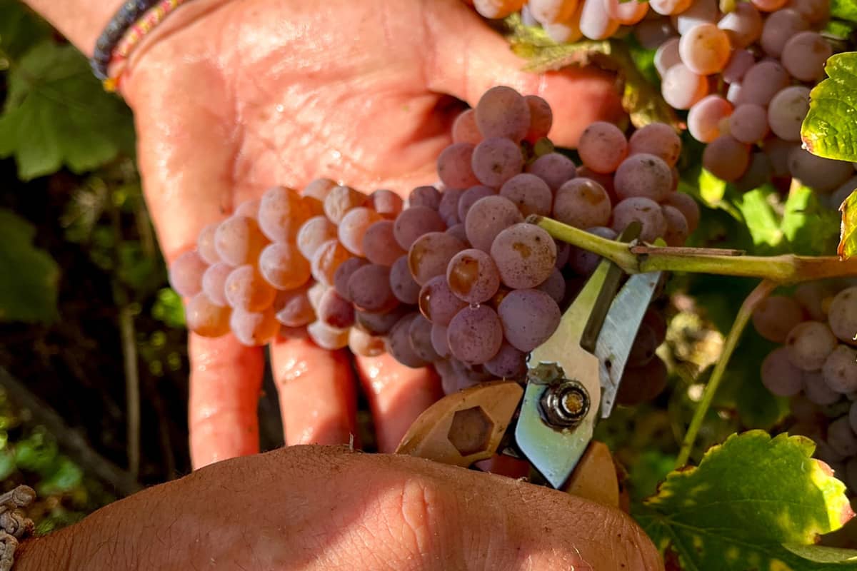Illustration de l'événement : Vignoble des Verdots | Journée Vendanges en famille