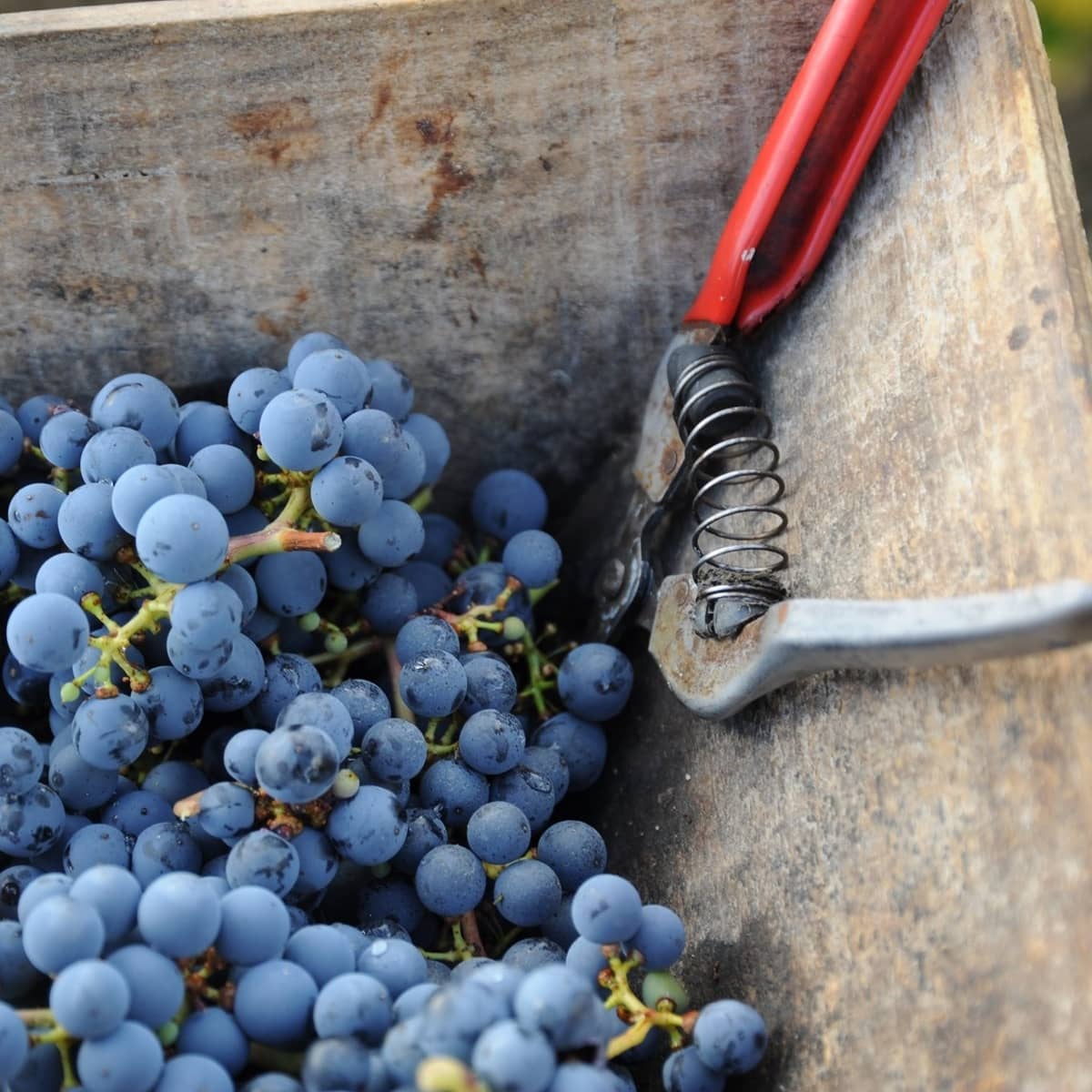 Illustration de l'événement : Journée vendanges au Château De La Croix