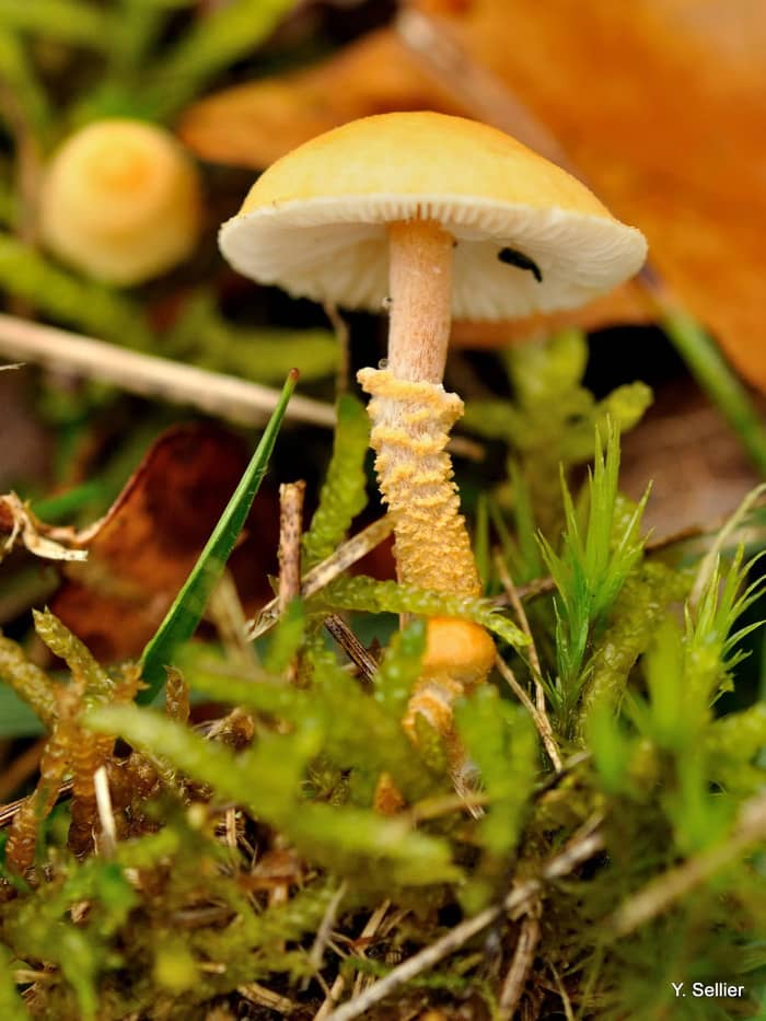 Illustration de l'événement : Les champignons et les lichens