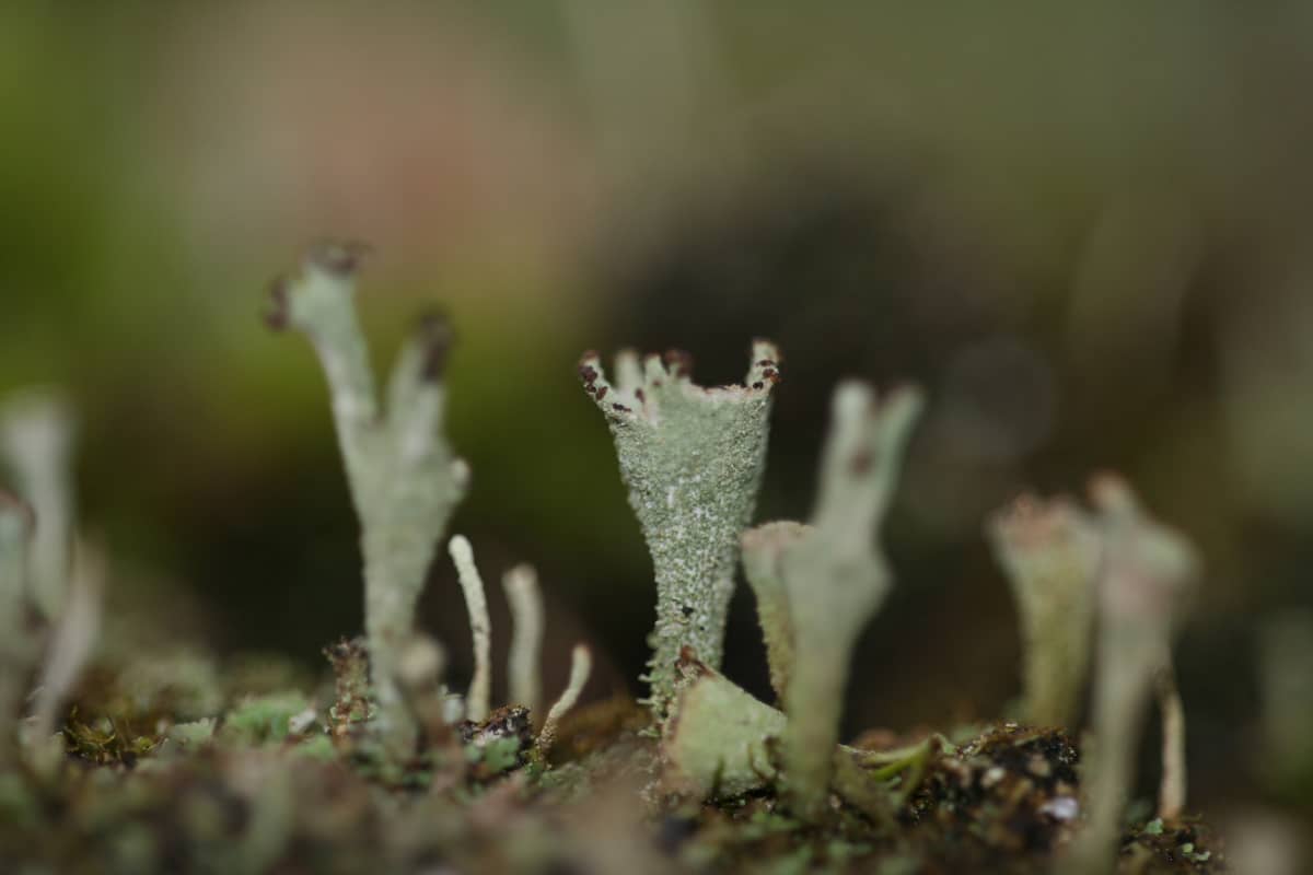Illustration de l'événement : Formation Champignons