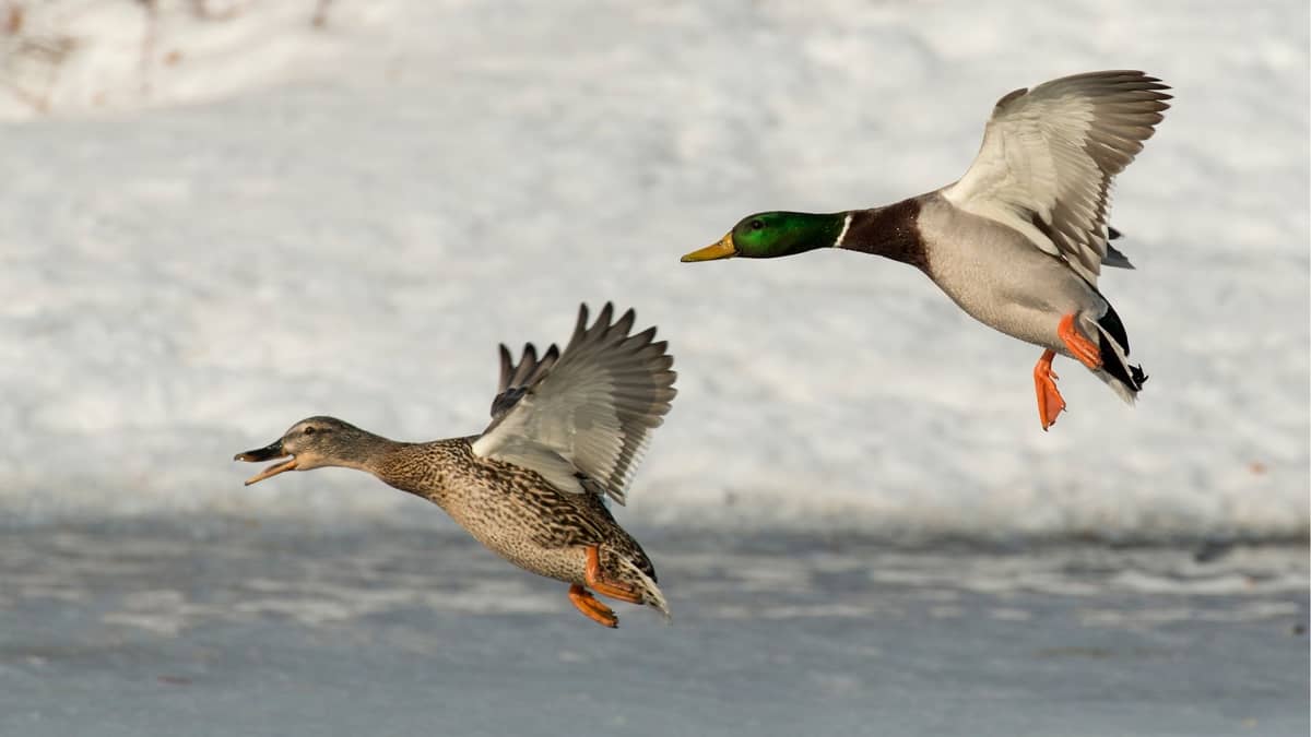 Illustration de l'événement : Sortie CPIE : Les oiseaux en hiver