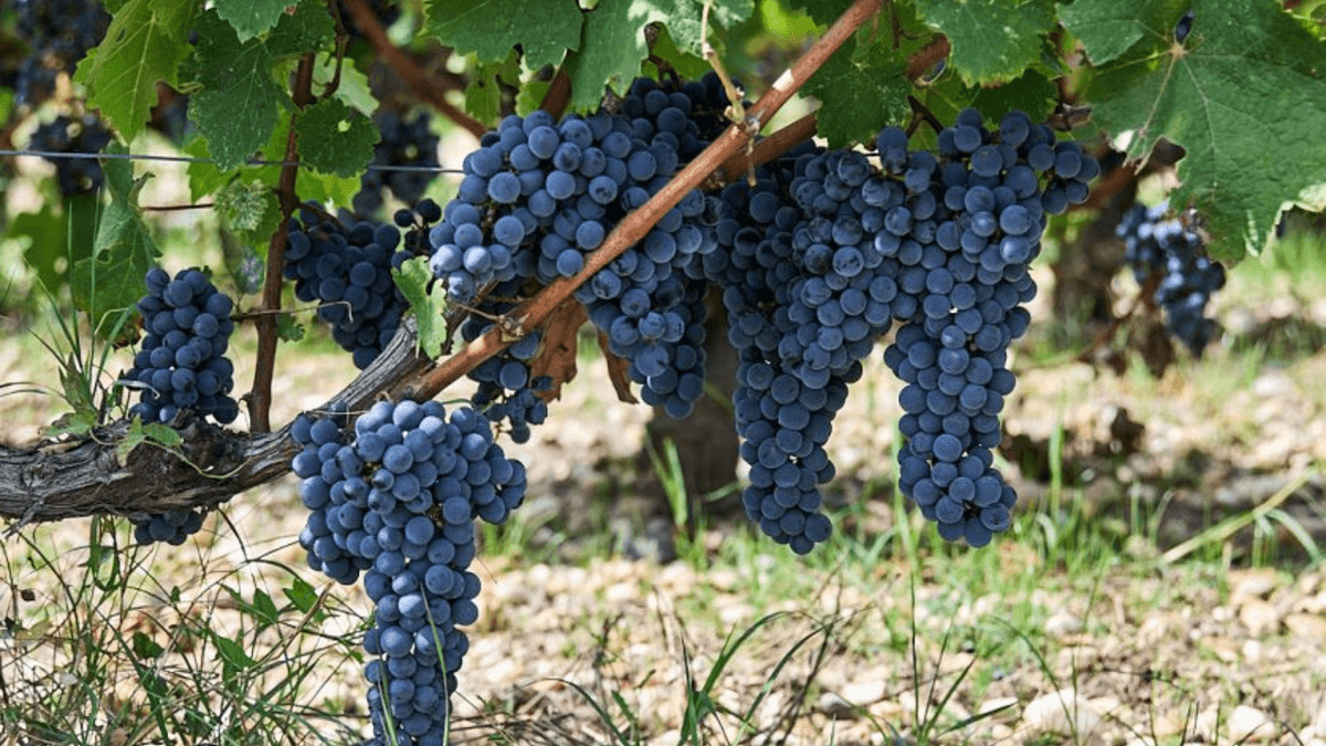 Illustration de l'événement : Banquet de vendanges au Château Haut-Bailly