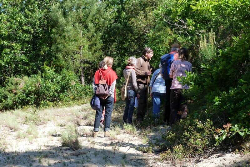 Illustration de l'événement : Visite Guidée : Forêt Dunaire de Camicas