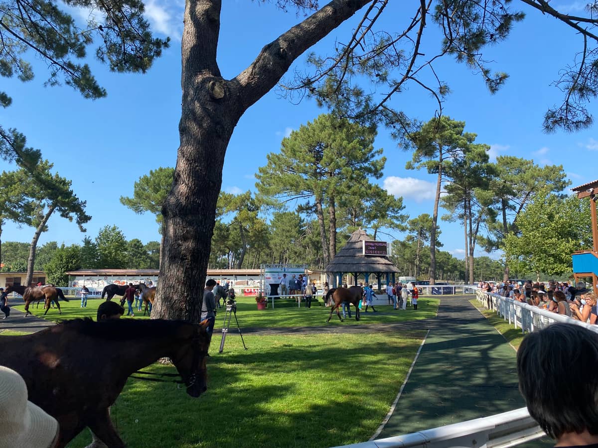 Illustration de l'événement : Visite privilège à l'hippodrome, un jour de courses