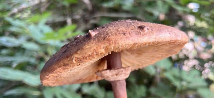Illustration de l'événement : Animation nature en famille : Scrutons les champignons
