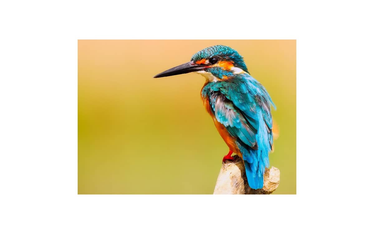 Illustration de l'événement : Sortie nature - Le Gave, rive des oiseaux