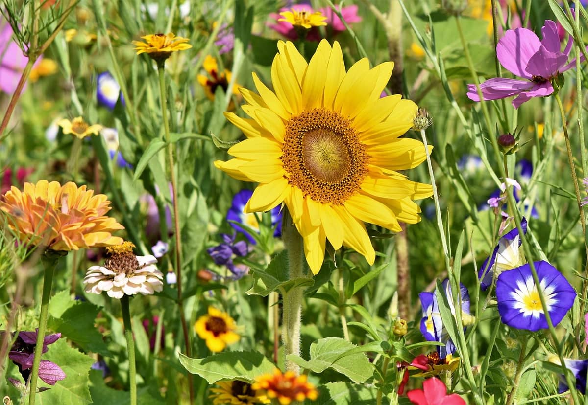 Illustration de l'événement : Foire au jardin