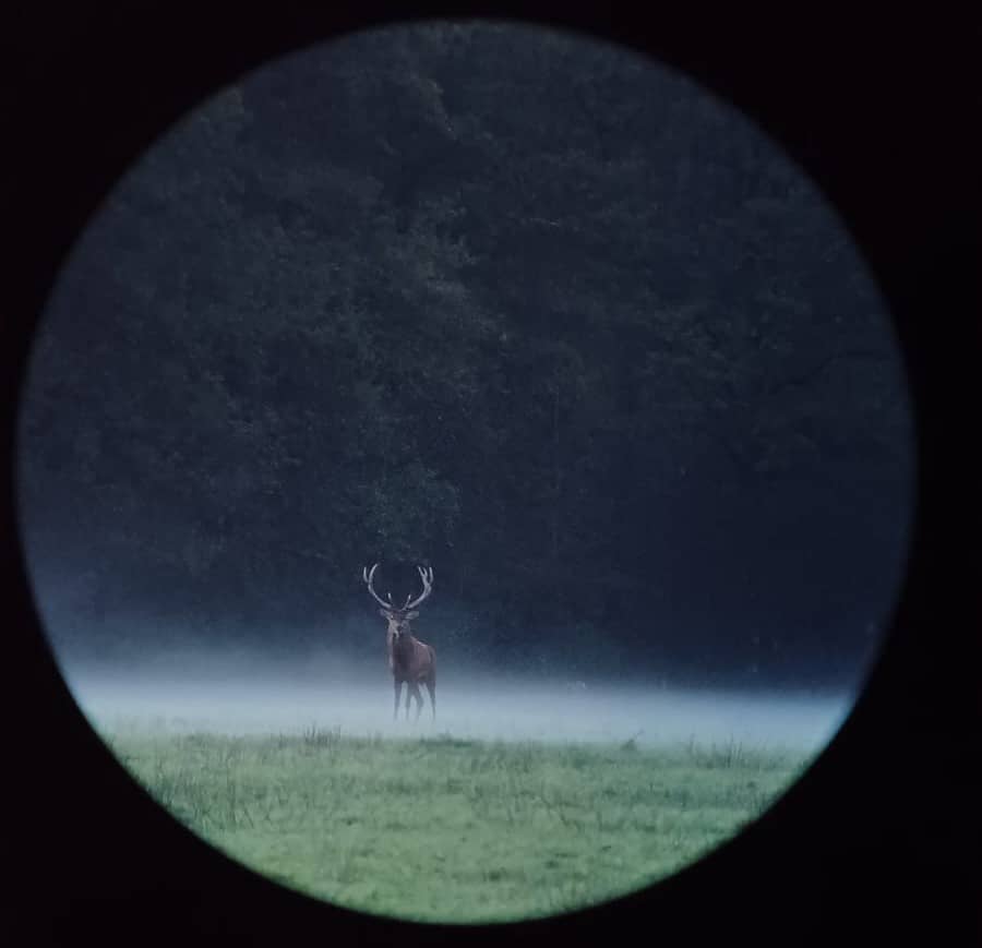 Illustration de l'événement : Vivre le brame du cerf en forêt d'Orléans